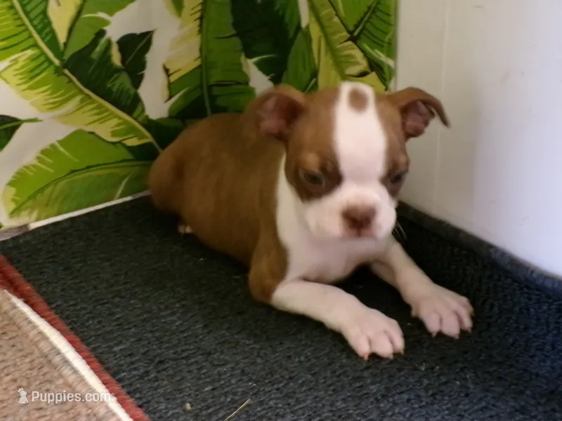 Lincoln,   nuetured  already