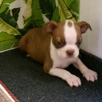Lincoln,   nuetured  already, a male Boston Terrier for sale in Ellsinore, MO – Photo 1 of 4