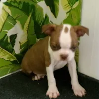 Lincoln,   nuetured  already, a male Boston Terrier for sale in Ellsinore, MO – Photo 3 of 4