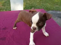 Reba, a female Boston Terrier for sale in Ellsinore, MO – 7 of 8
