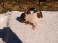 Sugar, a female Boston Terrier for sale in Ellsinore, MO – 5 of 5