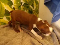 Reggie, a male Boston Terrier for sale in Ellsinore, MO – 4 of 4