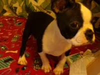 Lance, a male Boston Terrier for sale in Ellsinore, MO – 5 of 6