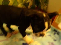RAGS, a male Boston Terrier for sale in Ellsinore, MO – 4 of 8