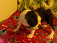 Lance, a male Boston Terrier for sale in Ellsinore, MO – 3 of 6