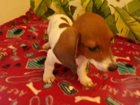 Dexter, a male Miniature Dachshund for sale in Ellsinore, MO – 2 of 6
