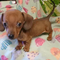 scout, a male Dachshund for sale in Ellsinore, MO – Photo 1 of 7