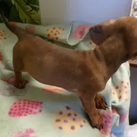 scout, a male Dachshund for sale in Ellsinore, MO – Photo 4 of 7