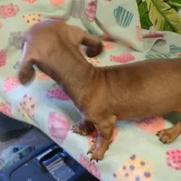 scout, a male Dachshund for sale in Ellsinore, MO – Photo 6 of 7