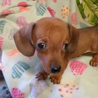 scout, a male Dachshund for sale in Ellsinore, MO – Photo 2 of 7