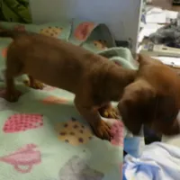 scout, a male Dachshund for sale in Ellsinore, MO – Photo 3 of 7