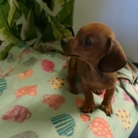 scout, a male Dachshund for sale in Ellsinore, MO – Photo 5 of 7