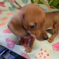 scout, a male Dachshund for sale in Ellsinore, MO – Photo 7 of 7