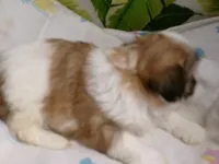 Taz, a male Shih Tzu for sale in Ellsinore, MO – Photo 4 of 7