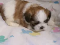 Taz, a male Shih Tzu for sale in Ellsinore, MO – Photo 7 of 7