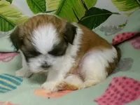 Taz, a male Shih Tzu for sale in Ellsinore, MO – Photo 1 of 7