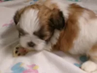 Taz, a male Shih Tzu for sale in Ellsinore, MO – Photo 3 of 7