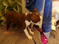 Reggie, a male Boston Terrier for sale in Ellsinore, MO – 2 of 4