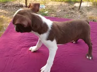 Reba, a female Boston Terrier for sale in Ellsinore, MO – 6 of 8