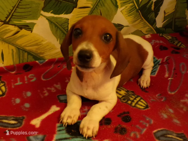 Dexter – Miniature Dachshund puppy for sale in Ellsinore, MO