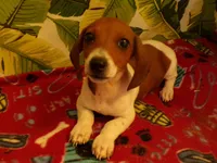 Dexter, a male Miniature Dachshund for sale in Ellsinore, MO – 1 of 6