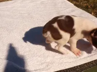 Sugar, a female Boston Terrier for sale in Ellsinore, MO – 2 of 5