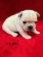 Lexi, a female French Bulldog for sale in Williamsville, MO – 2 of 3