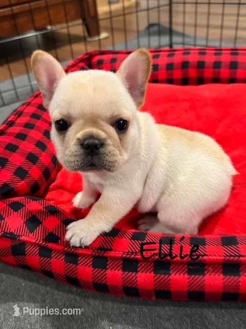 Ellie – French Bulldog puppy for sale in Williamsville, MO