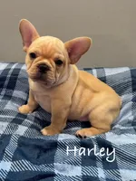 Harley, a male French Bulldog for sale in Williamsville, MO – 5 of 5