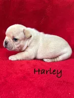 Harley, a male French Bulldog for sale in Williamsville, MO – 2 of 2