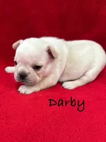 Darby, a female French Bulldog for sale in Williamsville, MO – 2 of 2