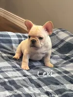 Lexi, a female French Bulldog for sale in Williamsville, MO – 3 of 4