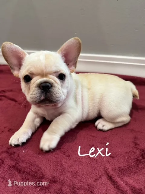 Lexi – French Bulldog puppy for sale in Williamsville, MO
