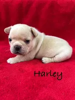 Harley, a male French Bulldog for sale in Williamsville, MO – 1 of 2
