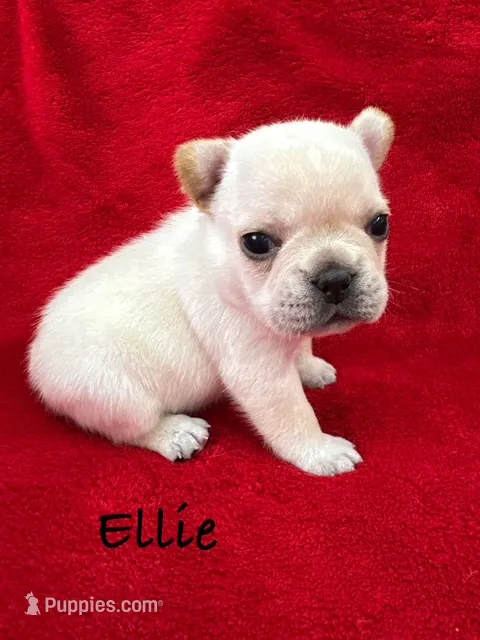 Ellie – French Bulldog puppy for sale in Williamsville, MO