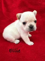 Ellie, a female French Bulldog for sale in Williamsville, MO – 1 of 1