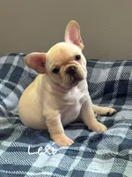 Lexi, a female French Bulldog for sale in Williamsville, MO – 2 of 4