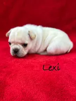 Lexi, a female French Bulldog for sale in Williamsville, MO – 3 of 3