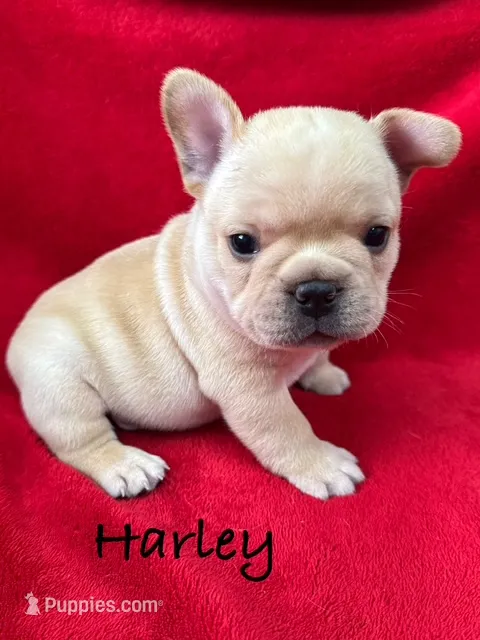 Harley – French Bulldog puppy for sale in Williamsville, MO