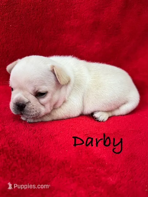 Darby – French Bulldog puppy for sale in Williamsville, MO