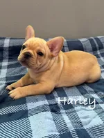 Harley, a male French Bulldog for sale in Williamsville, MO – 2 of 5