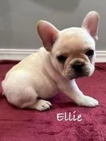 Ellie, a female French Bulldog for sale in Williamsville, MO – 3 of 3