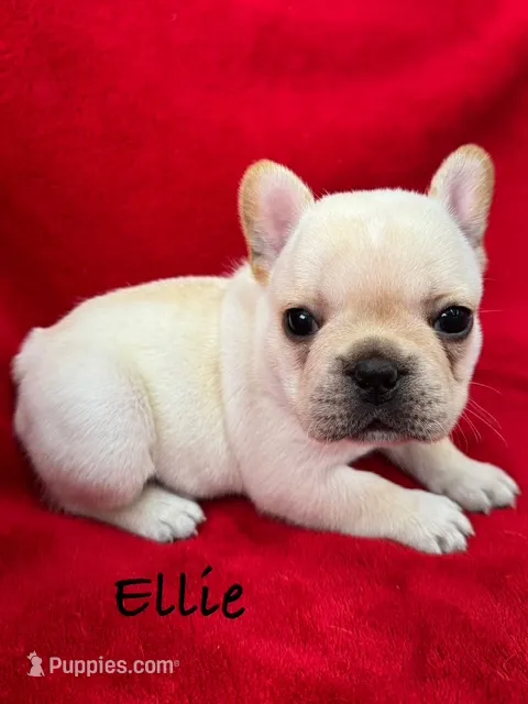 Ellie – French Bulldog puppy for sale in Williamsville, MO