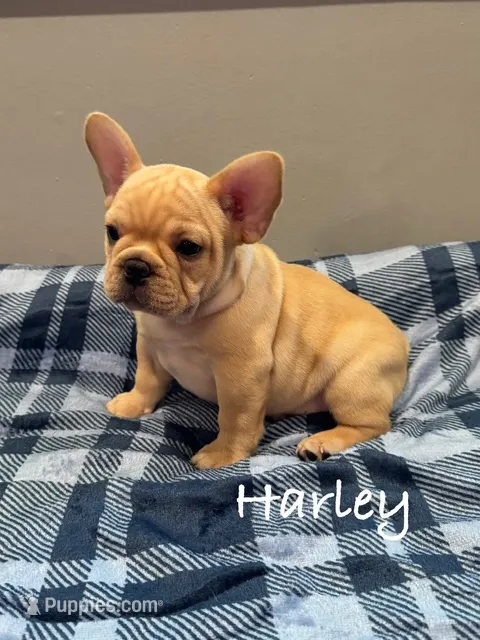 Harley – French Bulldog puppy for sale in Williamsville, MO