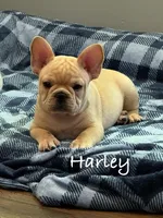 Harley, a male French Bulldog for sale in Williamsville, MO – 3 of 5