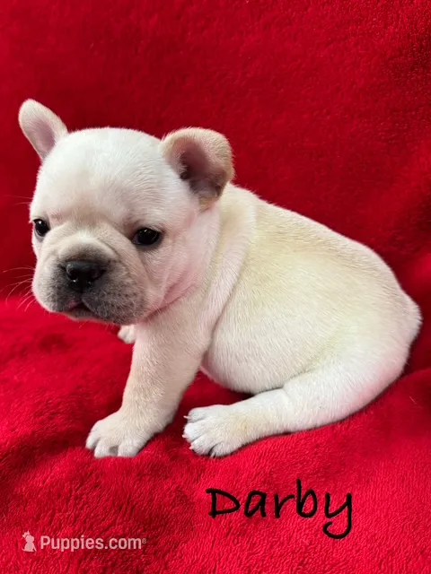 Darby – French Bulldog puppy for sale in Williamsville, MO