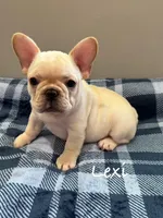 Lexi, a female French Bulldog for sale in Williamsville, MO – 1 of 4