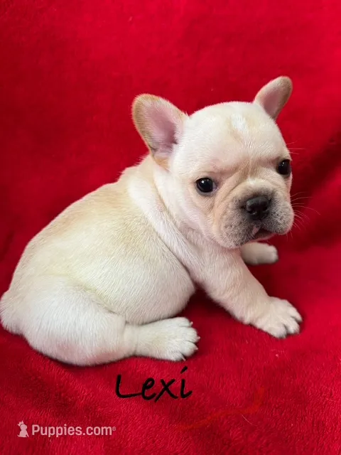 Lexi – French Bulldog puppy for sale in Williamsville, MO