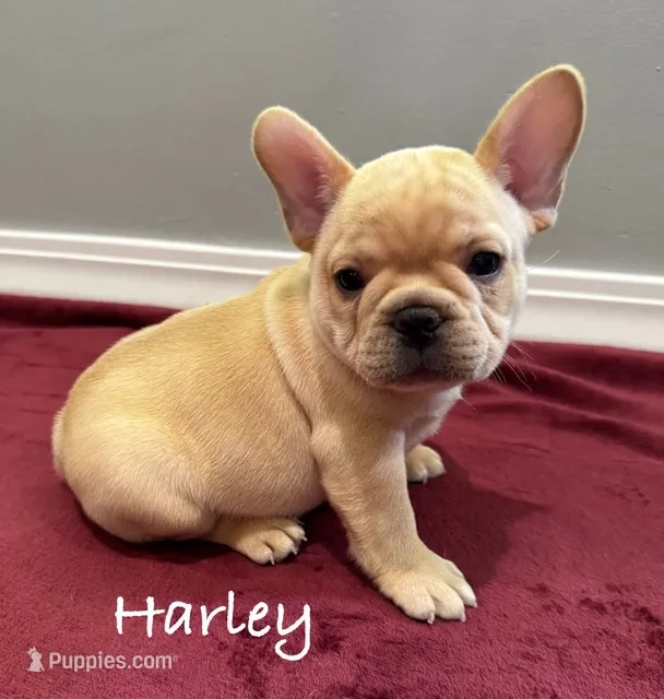 Harley – French Bulldog puppy for sale in Williamsville, MO