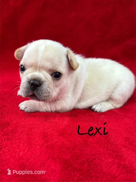 Lexi – French Bulldog puppy for sale in Williamsville, MO